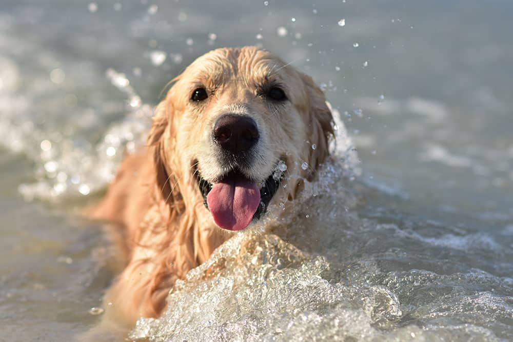 How to Take Care of a Dog in Summer Season