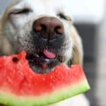 How to Feed Your Dog in Summer Season in USA