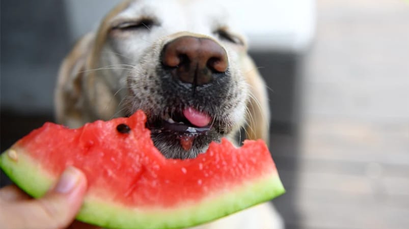 How to Feed Your Dog in Summer Season in USA