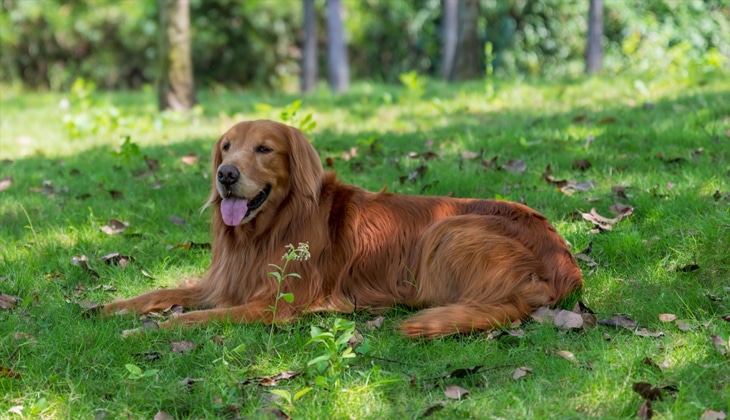 How to Save Your Dog from Heat Stroke in UK