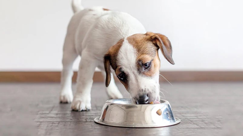 how to feed your dog in summer season in uk