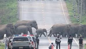 تھائی لینڈ،ہاتھیوں نے ہائی وے بلاک کردیا